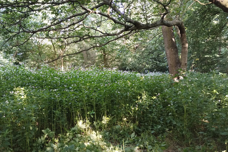 balsam before