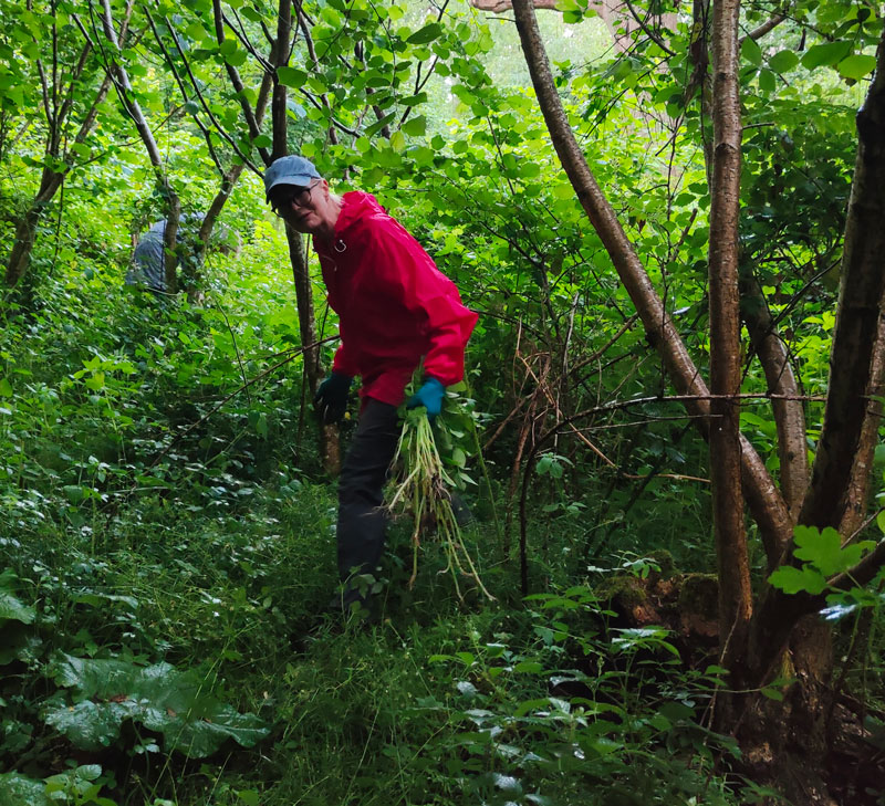 pulling balsam