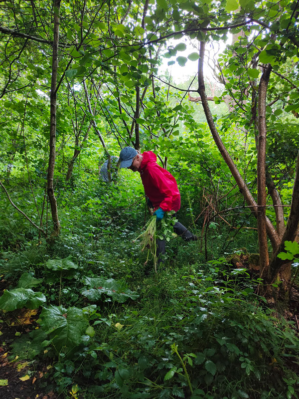 pulling balsam