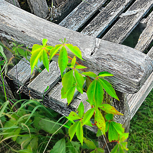 bench and honeysuckle