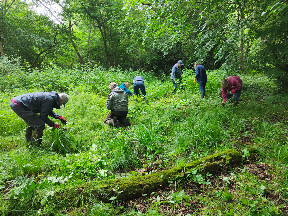 pulling balsam