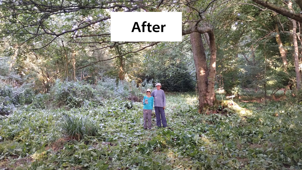 balsam bashing