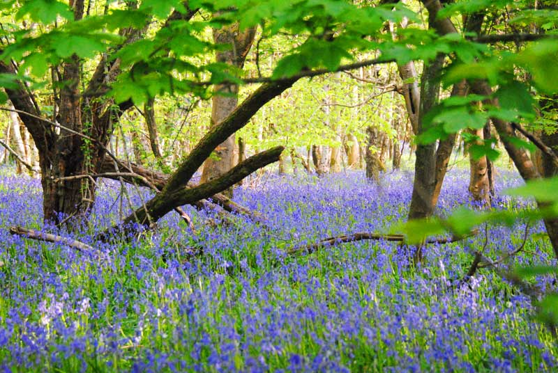 bluebell wood