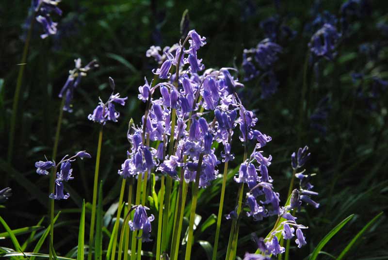 BLUEBELL GROUP
