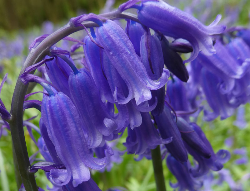bluebell