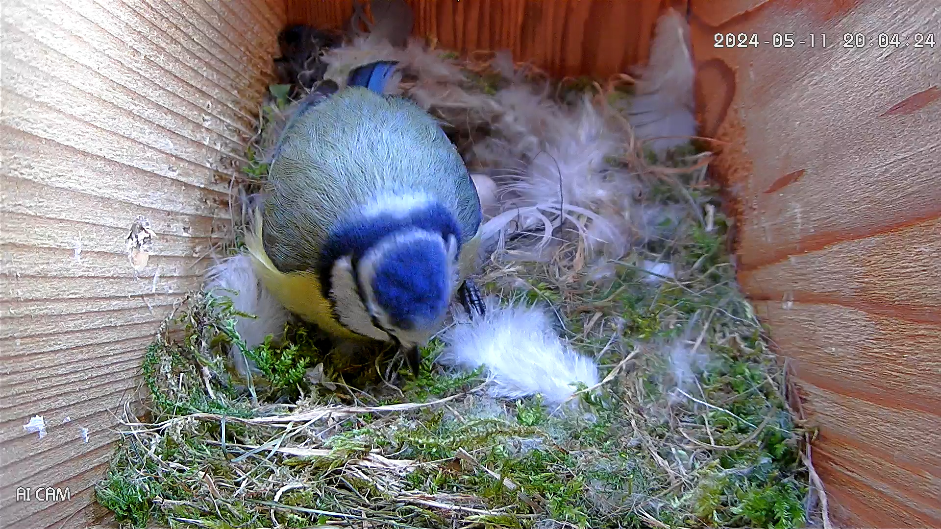 Blue Tit Creche