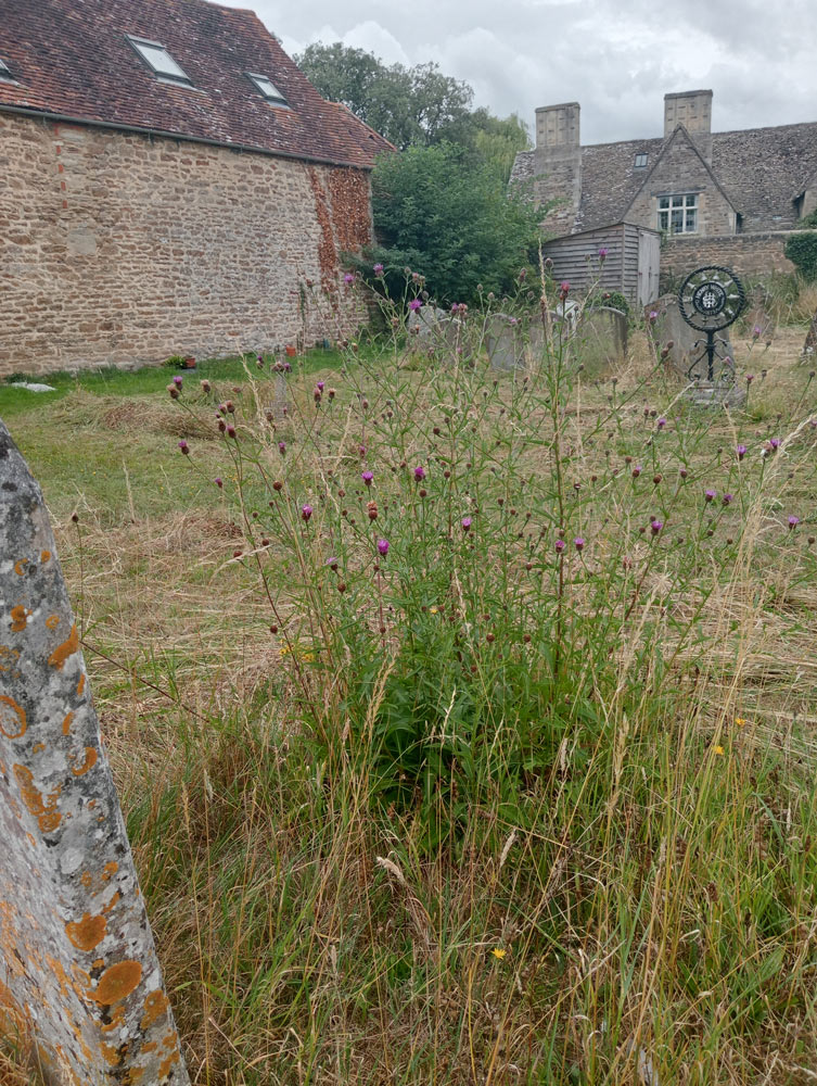 churchyard mown