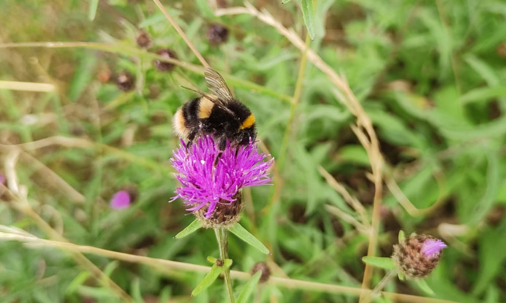 bee in the churchyard
