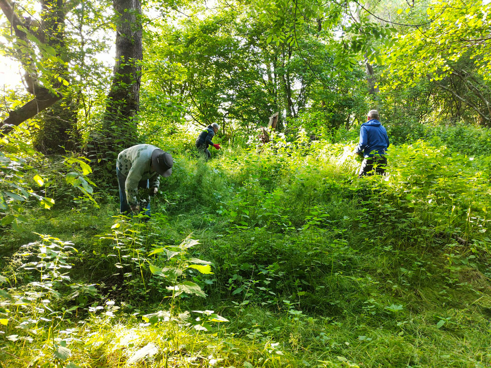 pulling balsam