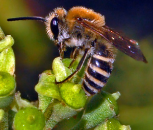 ivy bee