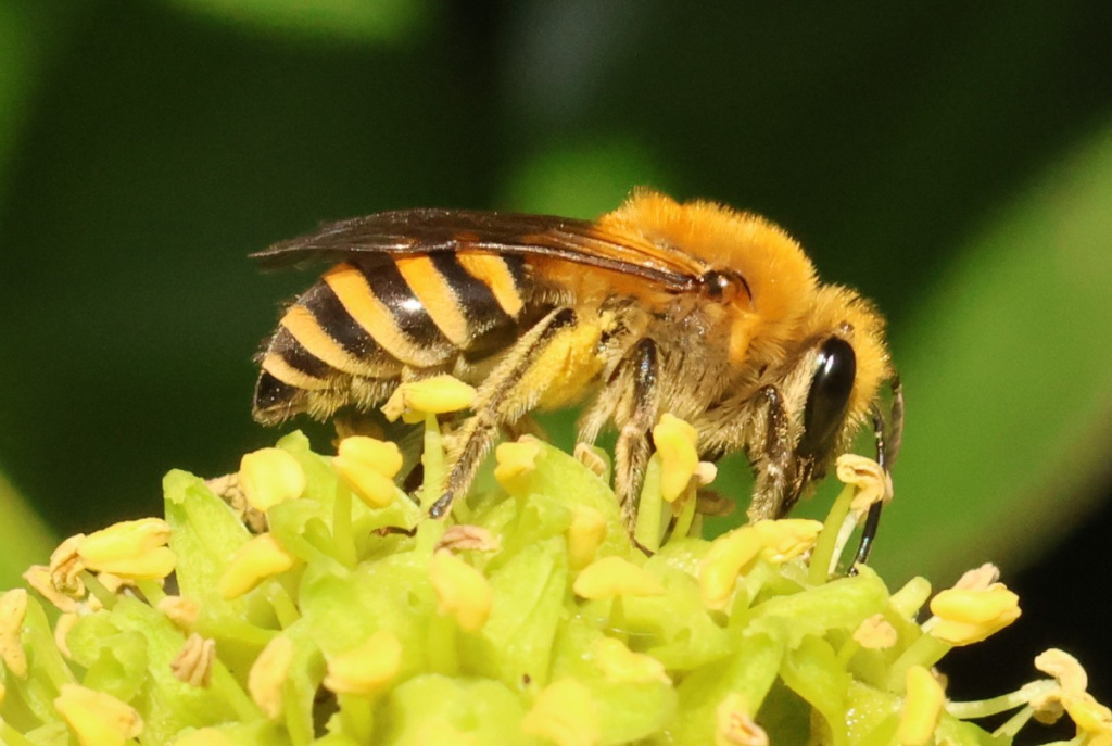 ivy bee