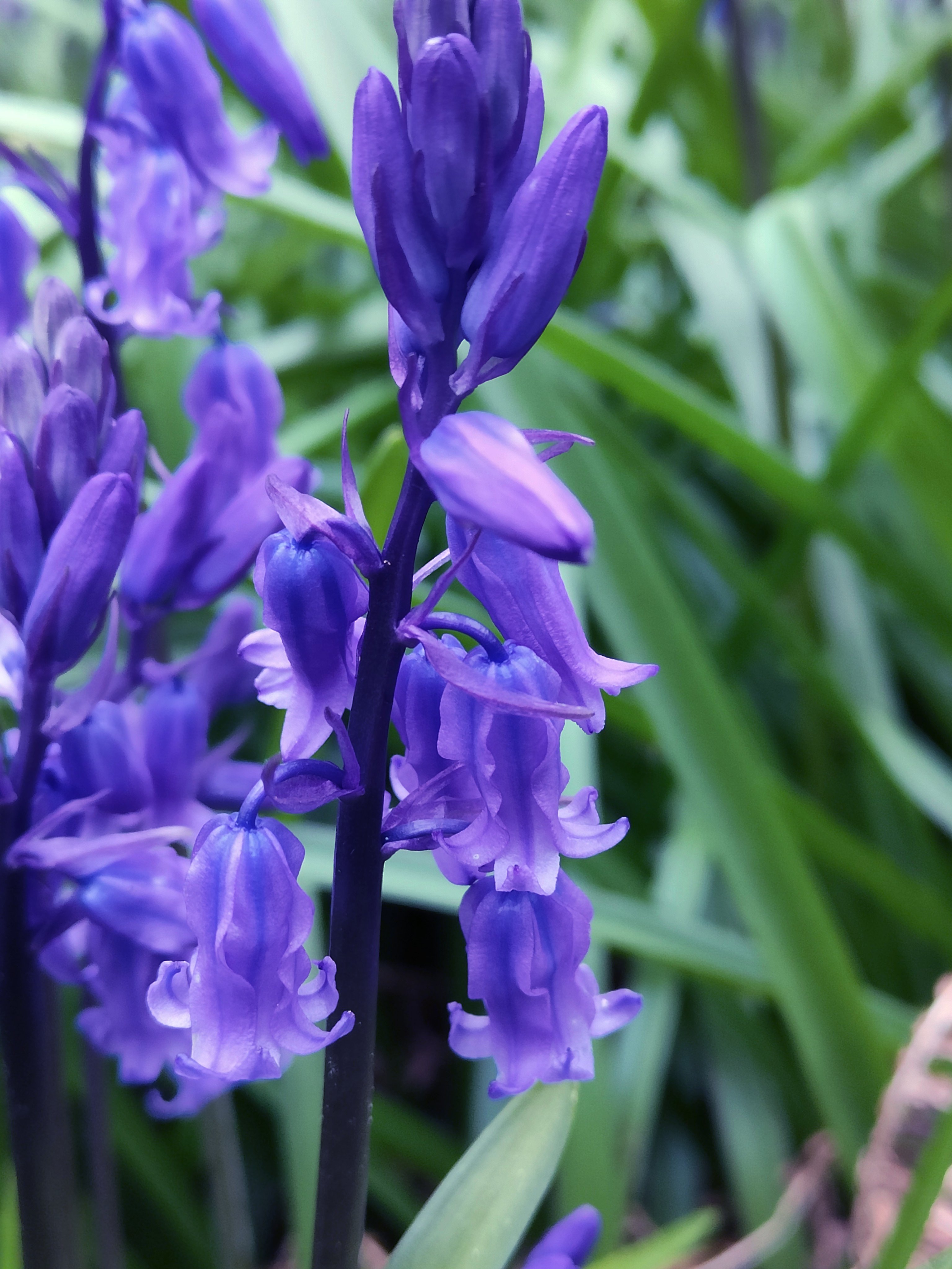 bluebell