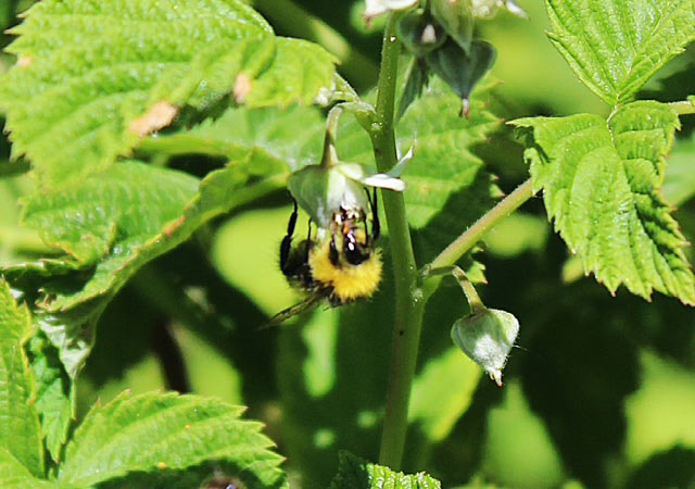 wasp beetle