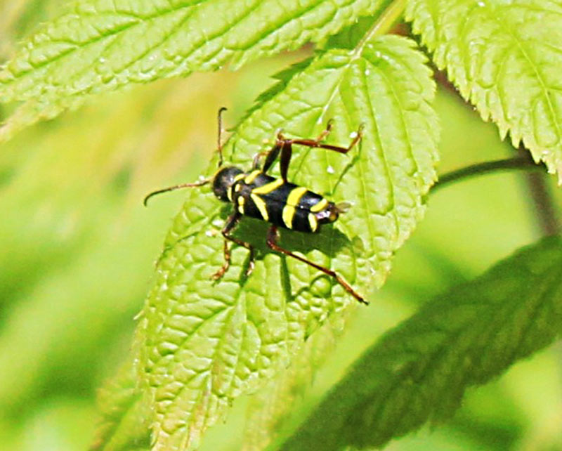 wasp beetle