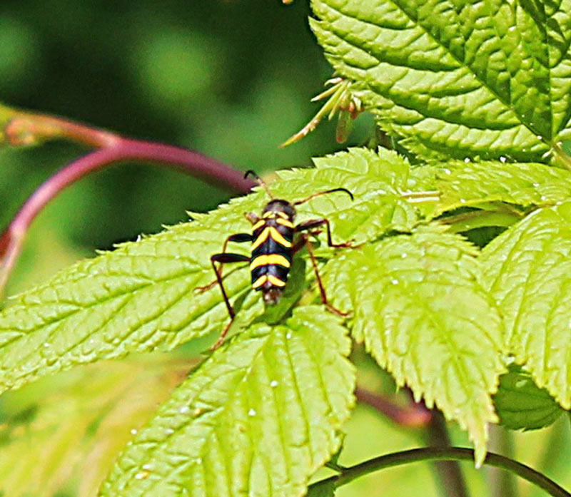 wasp beetle