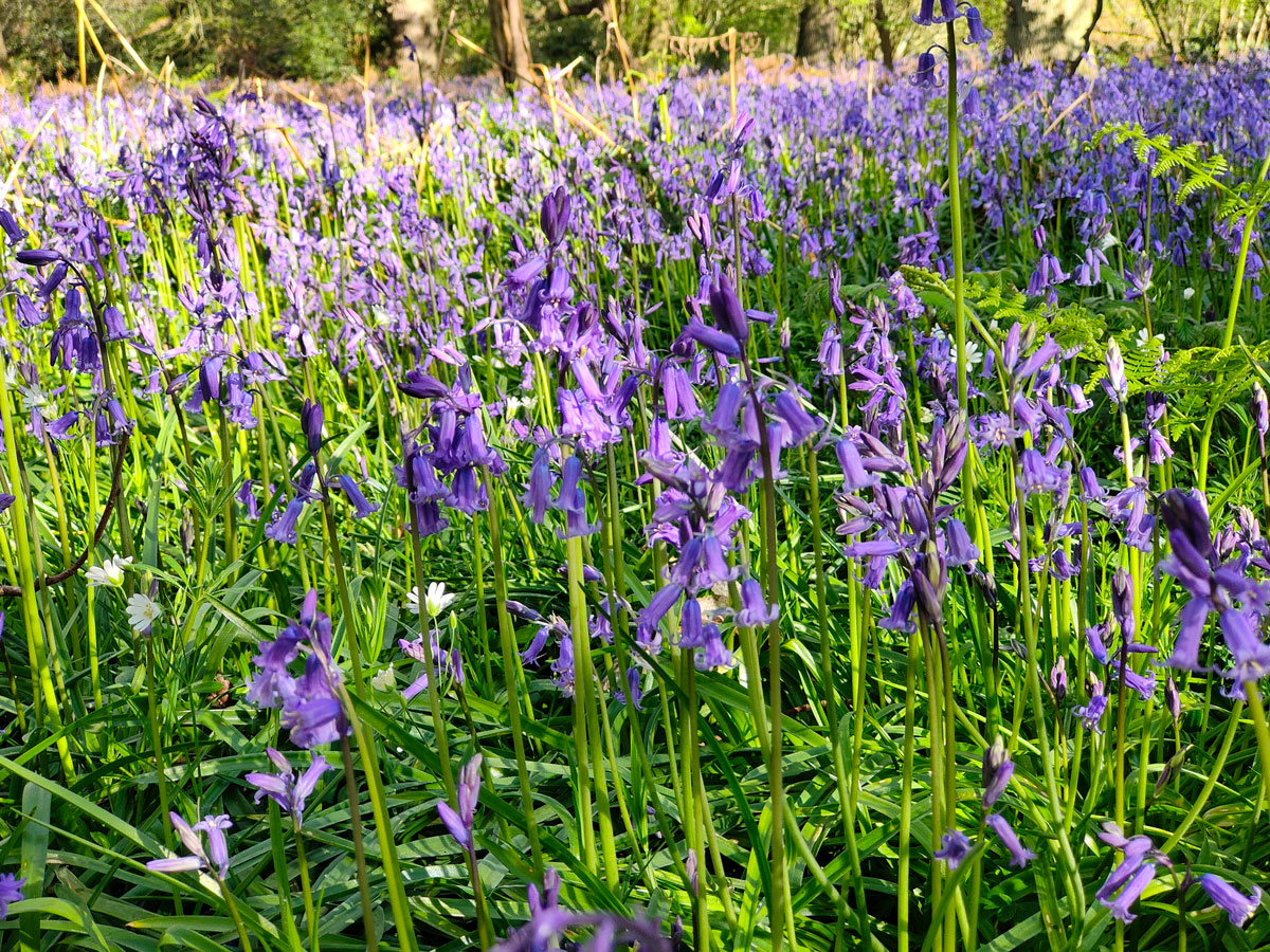 bluebells