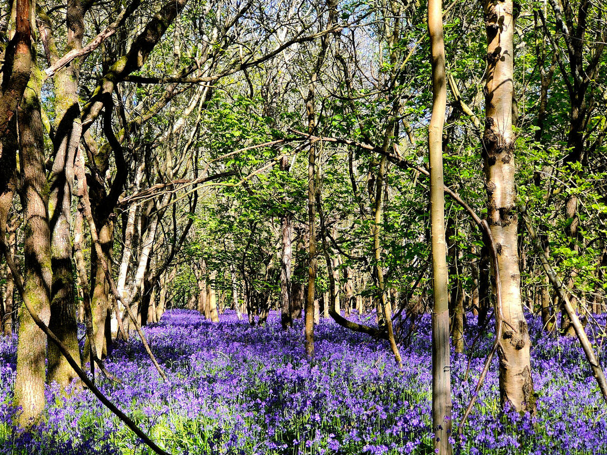 bluebells