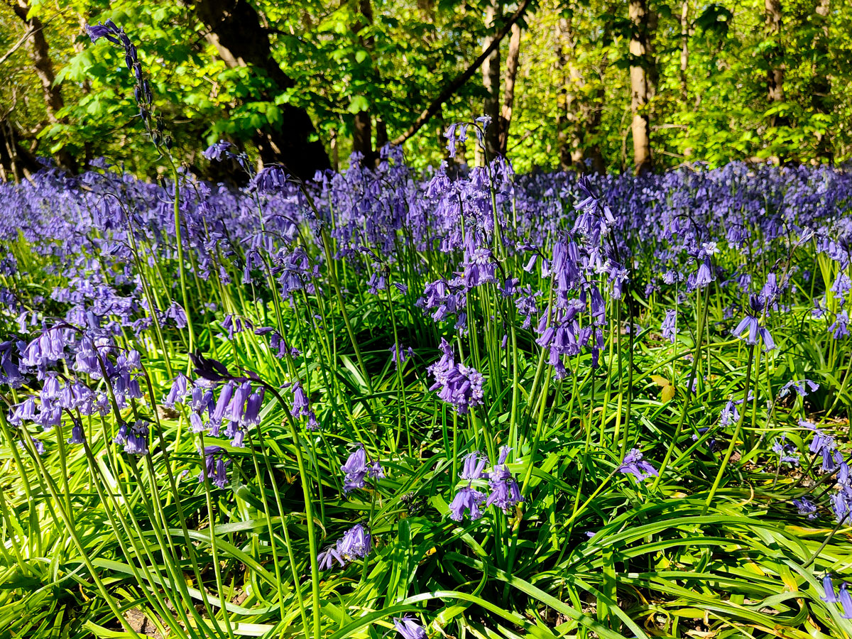 bluebells