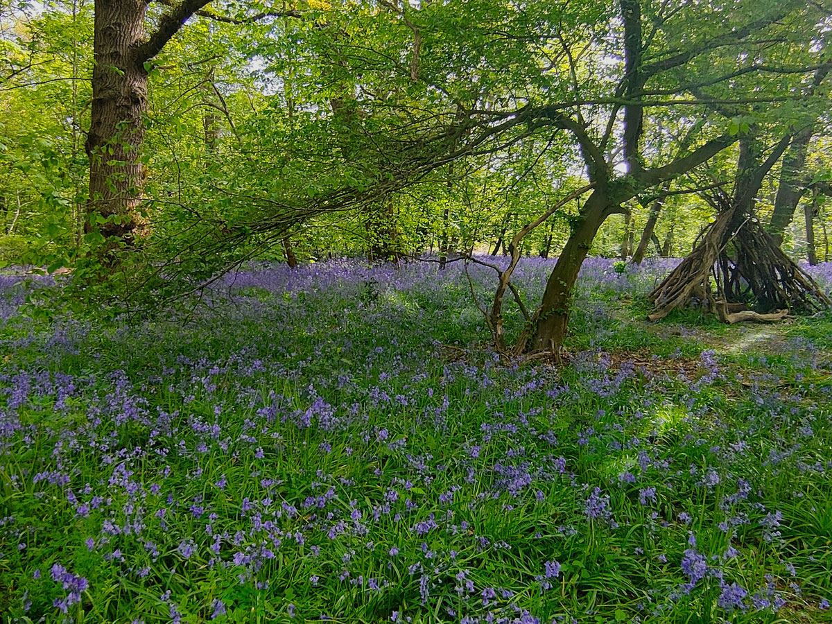 bluebells