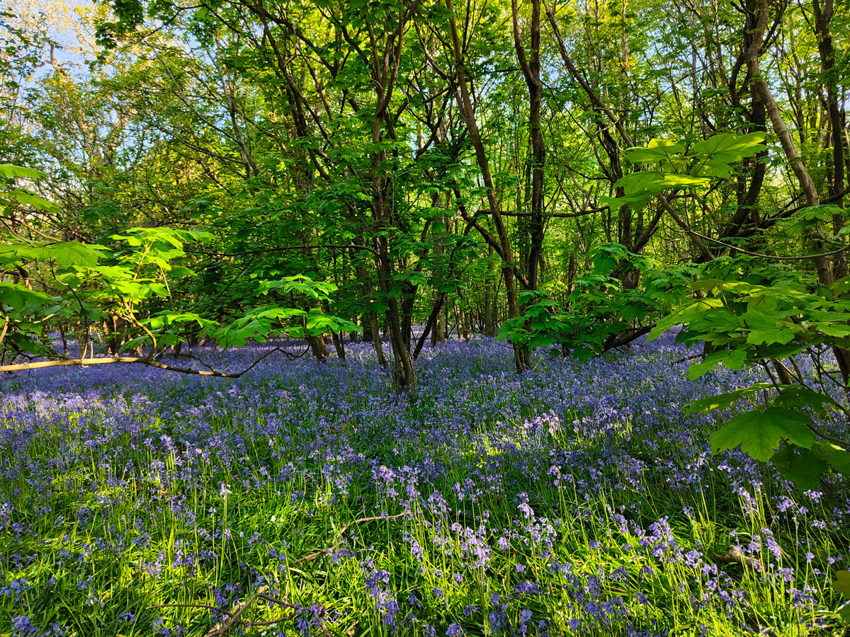 bluebells