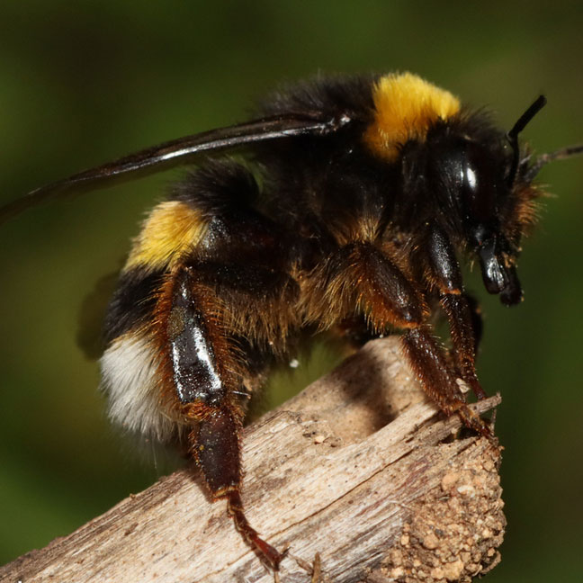 buff-tailed bumble bee