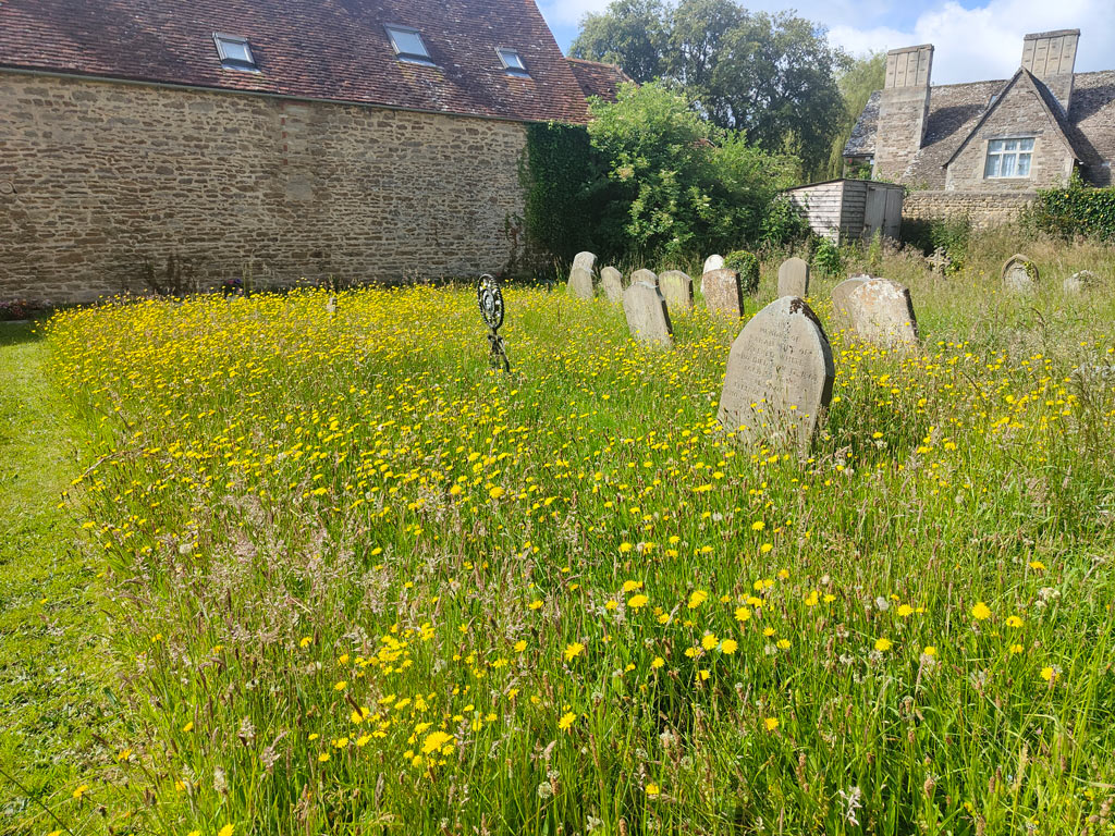 wildflowers in churchyard