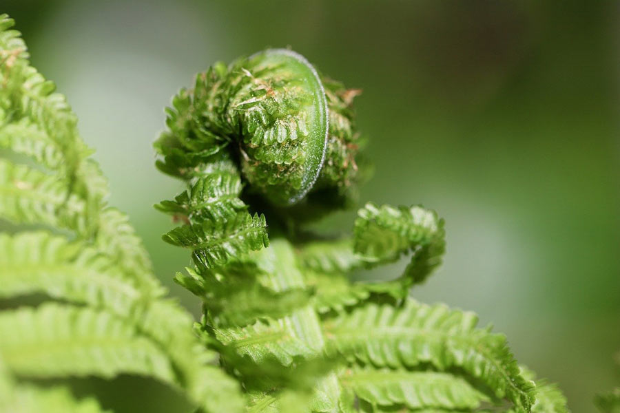 fern fronds