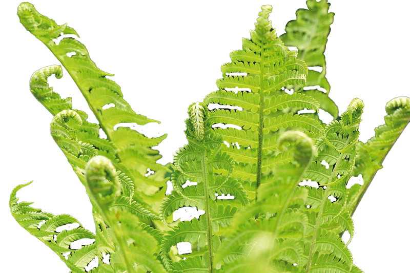 fronds