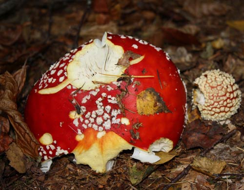Fly agaric