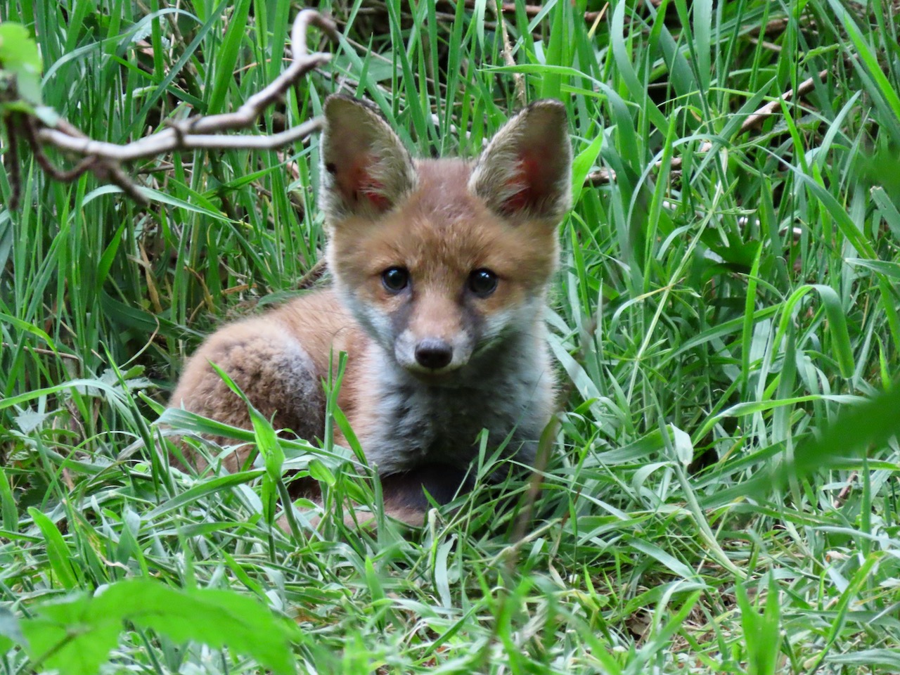 fox cub
