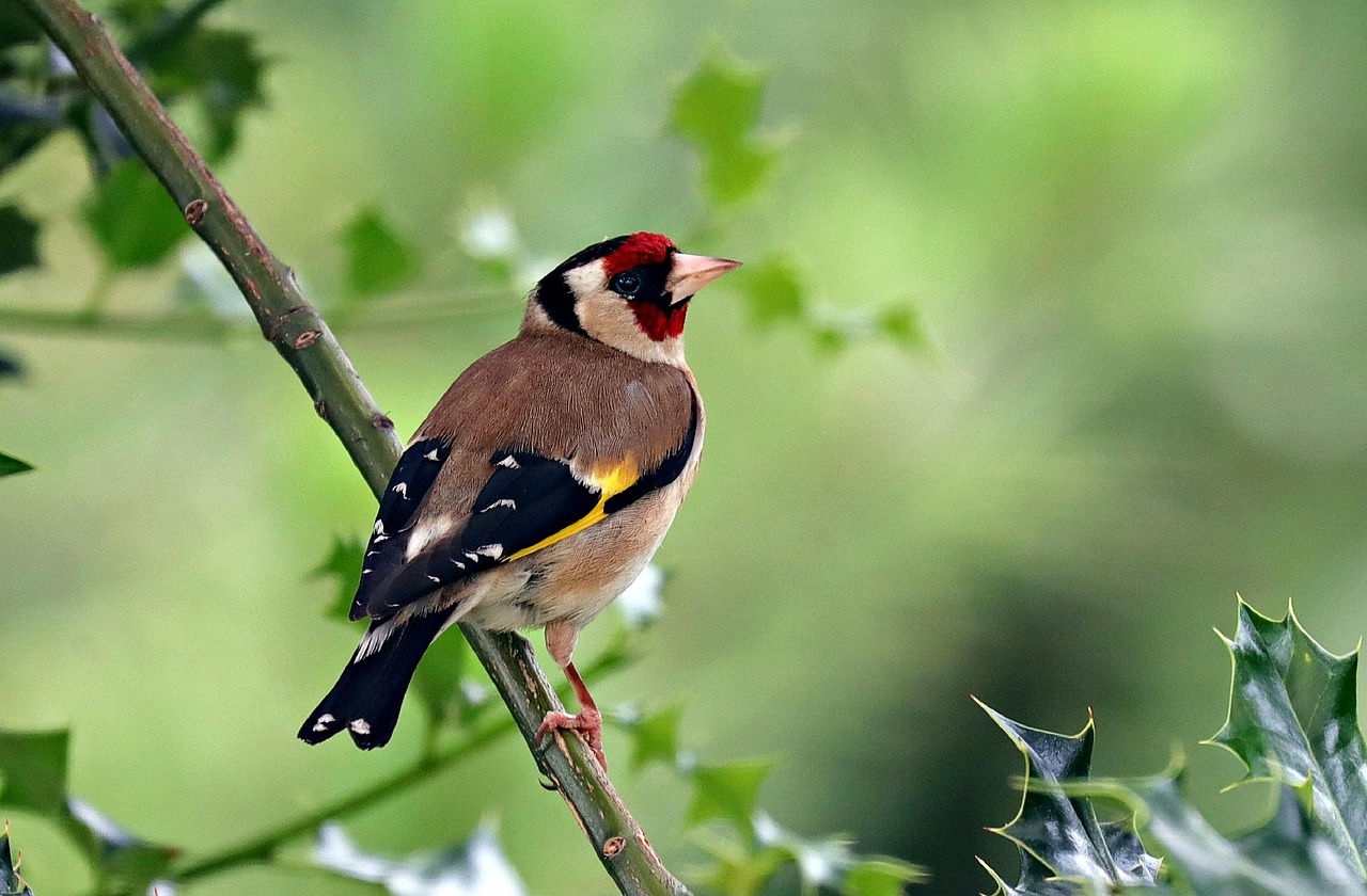 goldfinch