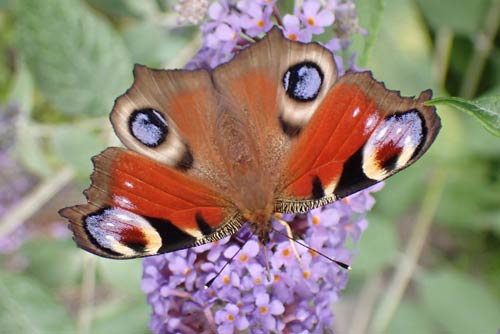 peacock  butterfly
