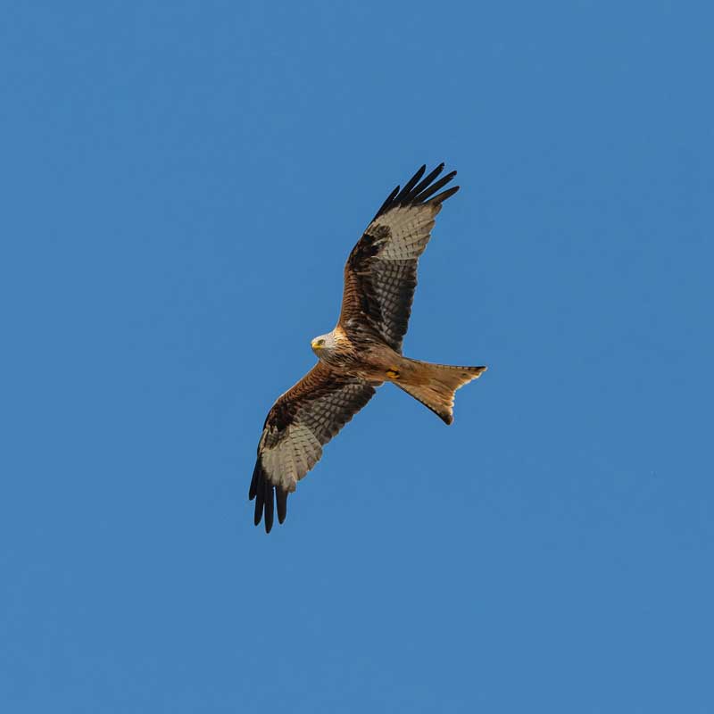red kite flying