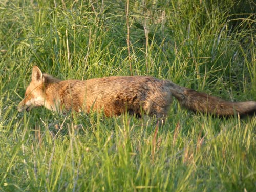 red fox