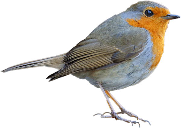 robin
