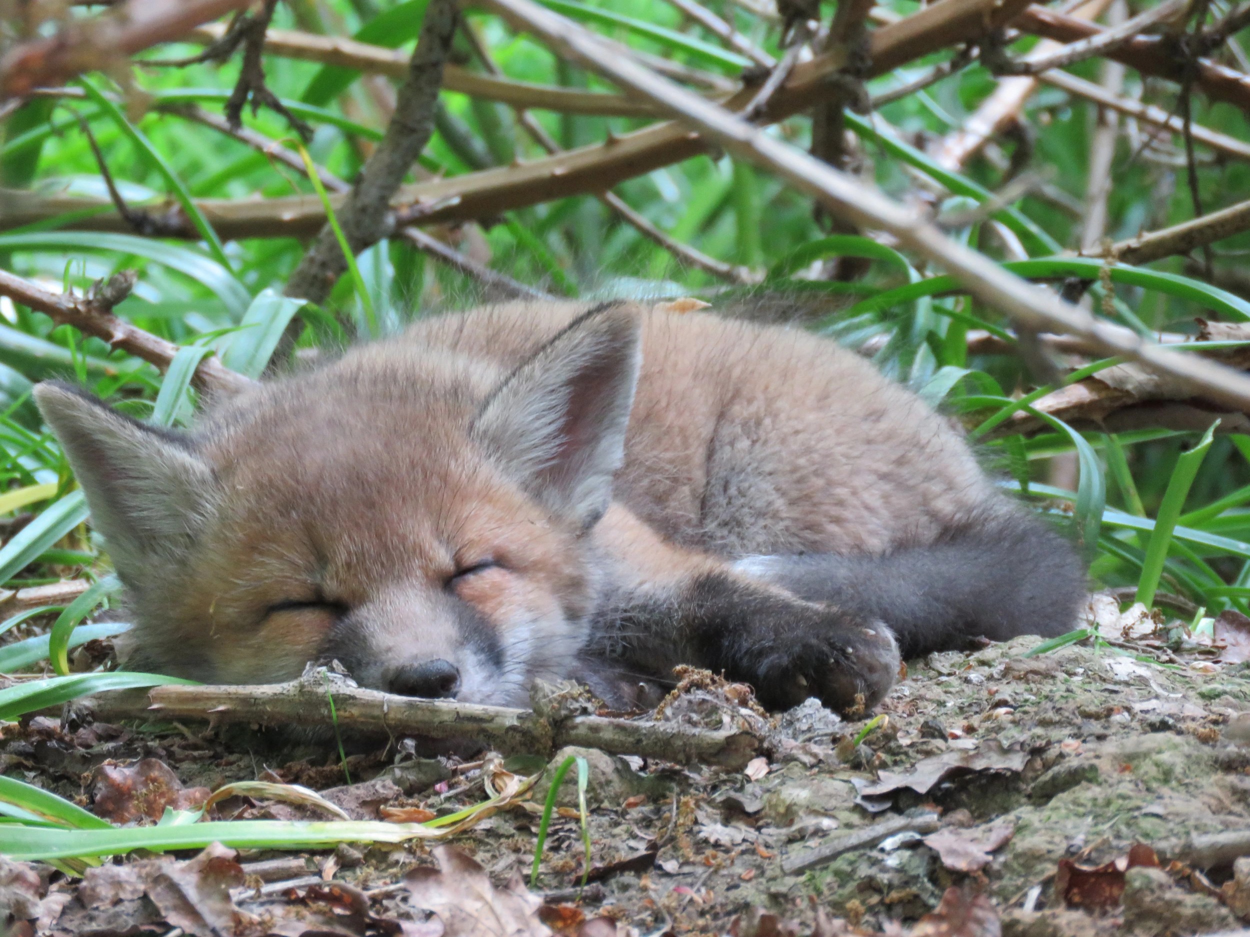 sleeping fox cub