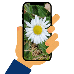 smartphone