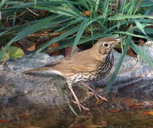 song thrush